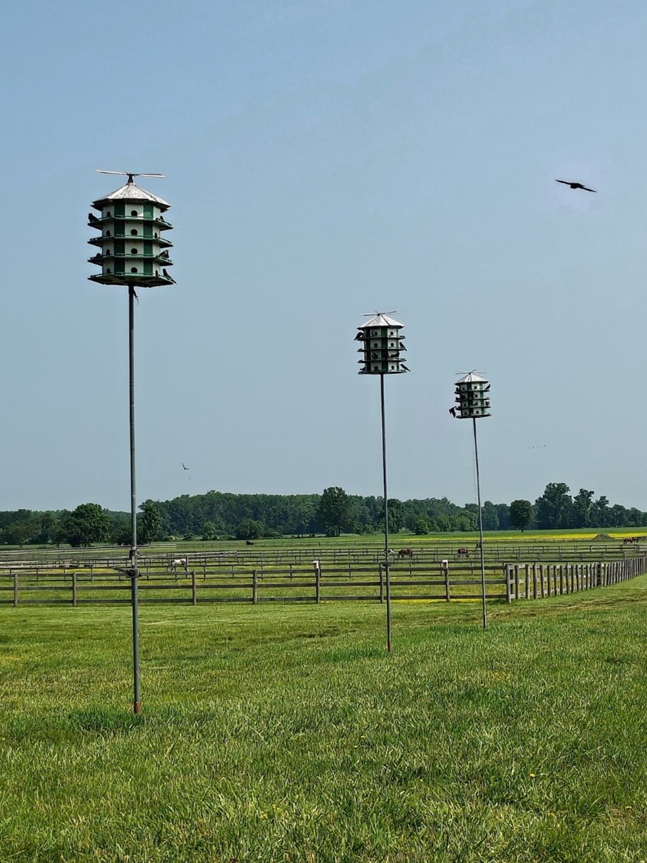 Bird Houses Bird Houses