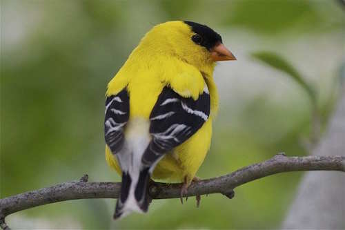 Birds and Birding Basics Birds and Birding Basics