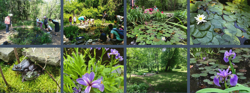 DragonFly Pond