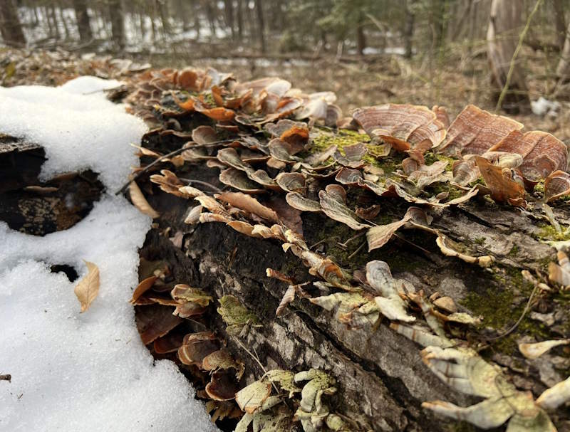 Fungus on Log Fungus on Log