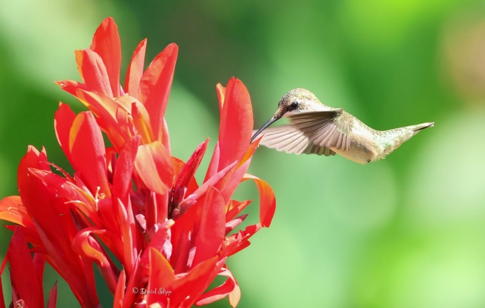 Hummingbird Hummingbird