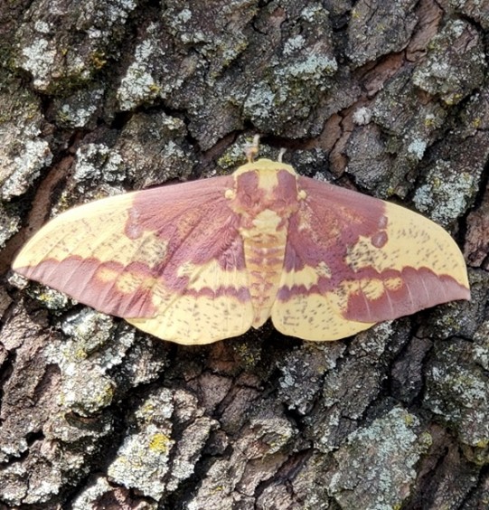 Imperial Moth Imperial Moth