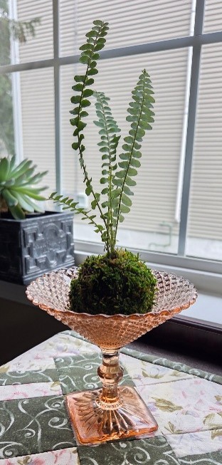 Kokedama Kokedama