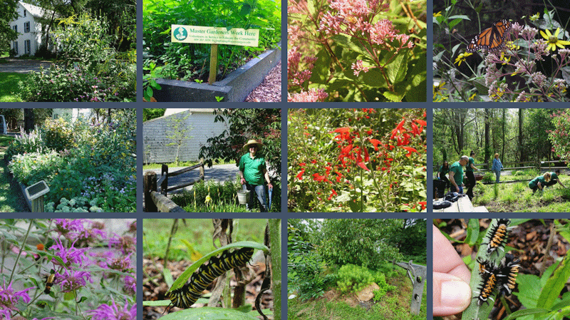 The Pollinator-Wildlife Garden