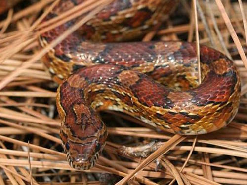 Snake