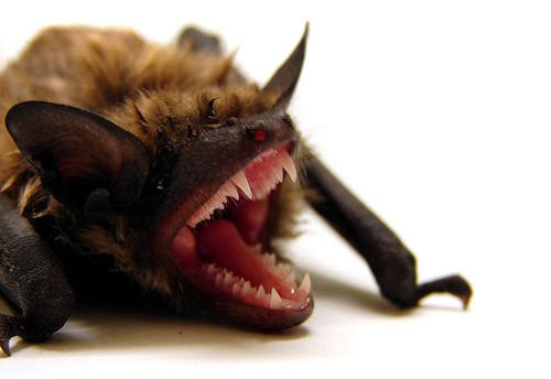 Bat Bat