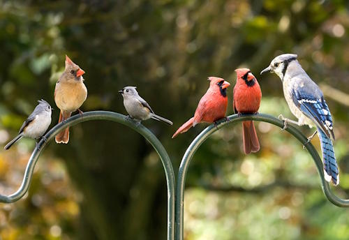 Birding for Kids Birding for Kids