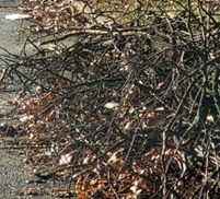 Dead Wood - Brush Dead Wood - Brush