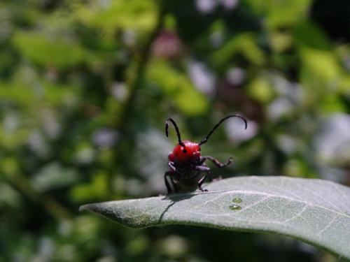 Bugs
