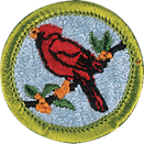 Cardinal-Scouting Cardinal-Scouting