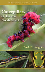 Caterpillars Book Caterpillars Book