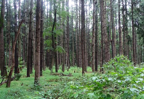 Tremendous Trees Tremendous Trees