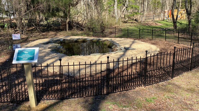Dragonfly Pond