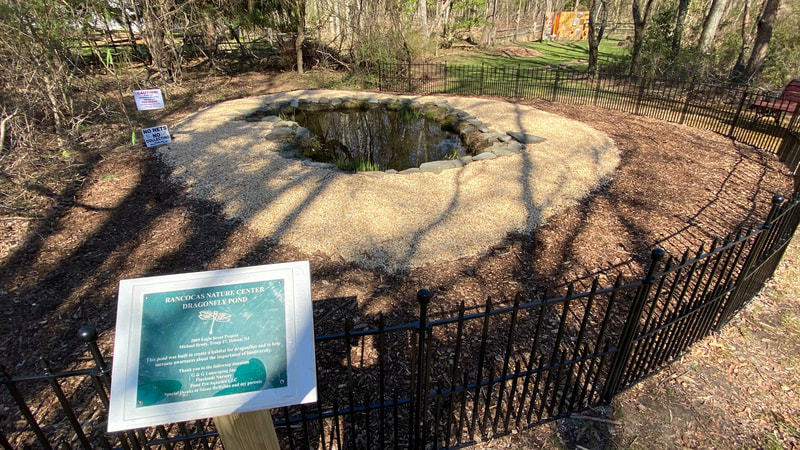 Dragonfly Pond