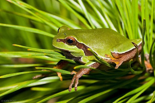 Froggin Froggin