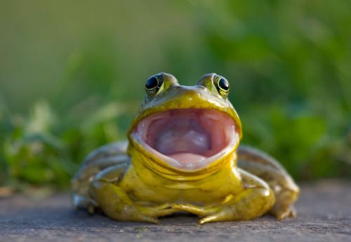 Frog Frog