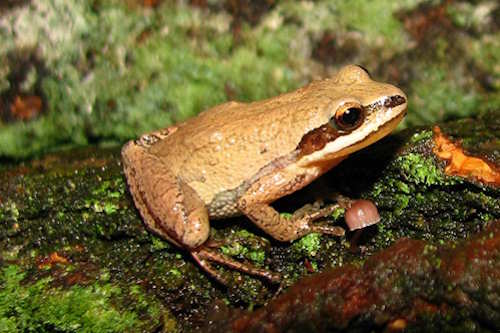 Frogs of New Jerrsey Frogs of New Jerrsey