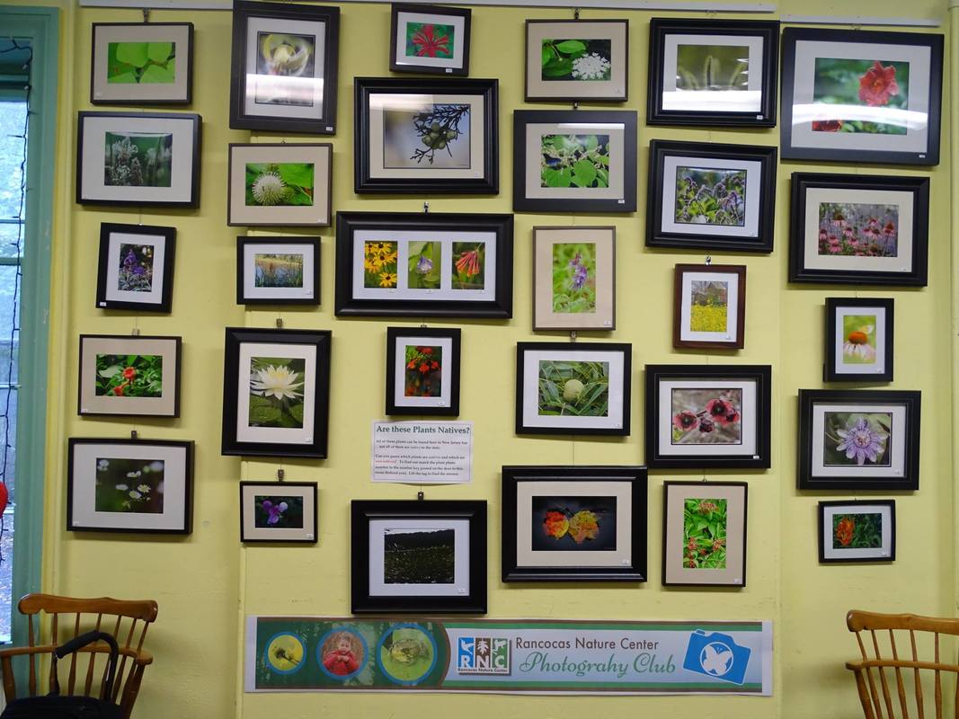 Photo Gallery on Wall