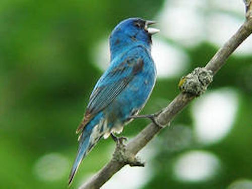 Blue Bunting Bird