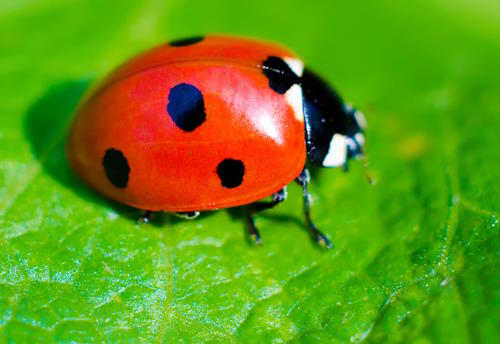 Lady Bug Lady Bug