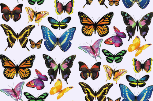 Monarchs & Butterflies Monarchs & Butterflies