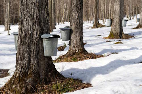 Maple Sugaring Maple Sugaring