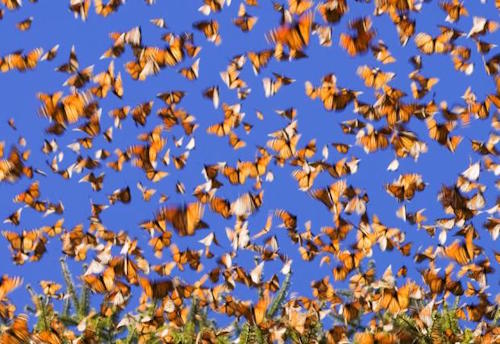 Migration Monarchs Migration Monarchs