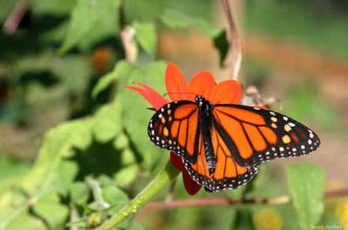 Monarch Butterfly Monarch Butterfly