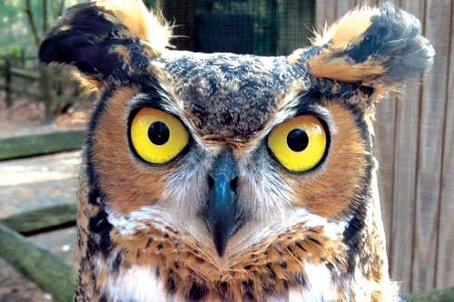 Owls of New Jersey Owls of New Jersey