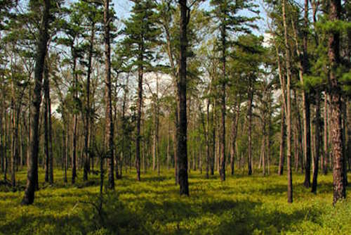 Pine Barrens Pine Barrens