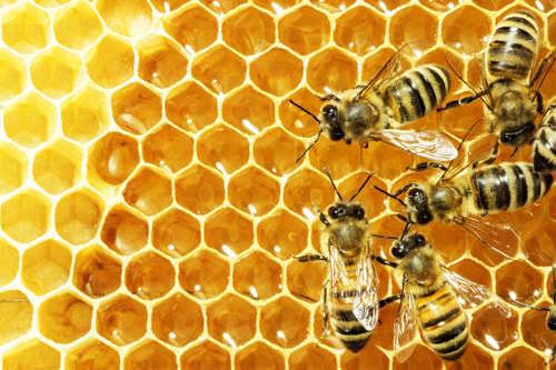 Bees Bees