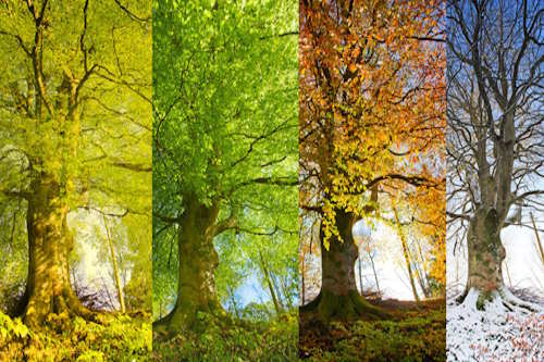 Nature through the Seasons Nature through the Seasons