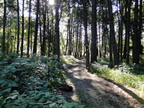 Scavenger Trail Hunt