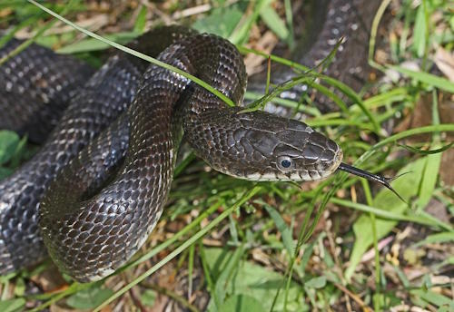 Snake Snake