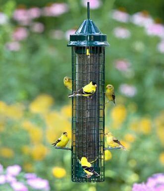 Squirrel Buster Finch