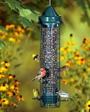 Squirrel Buster Classic