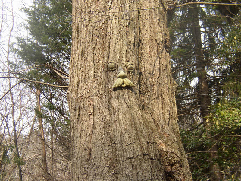Tree with Face Tree with Face