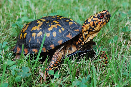 Box Turtle Box Turtle
